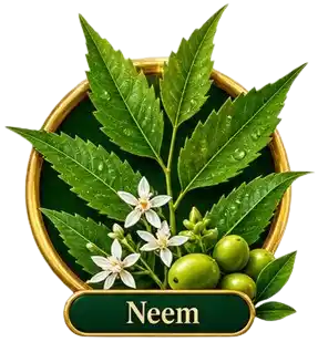 Neem